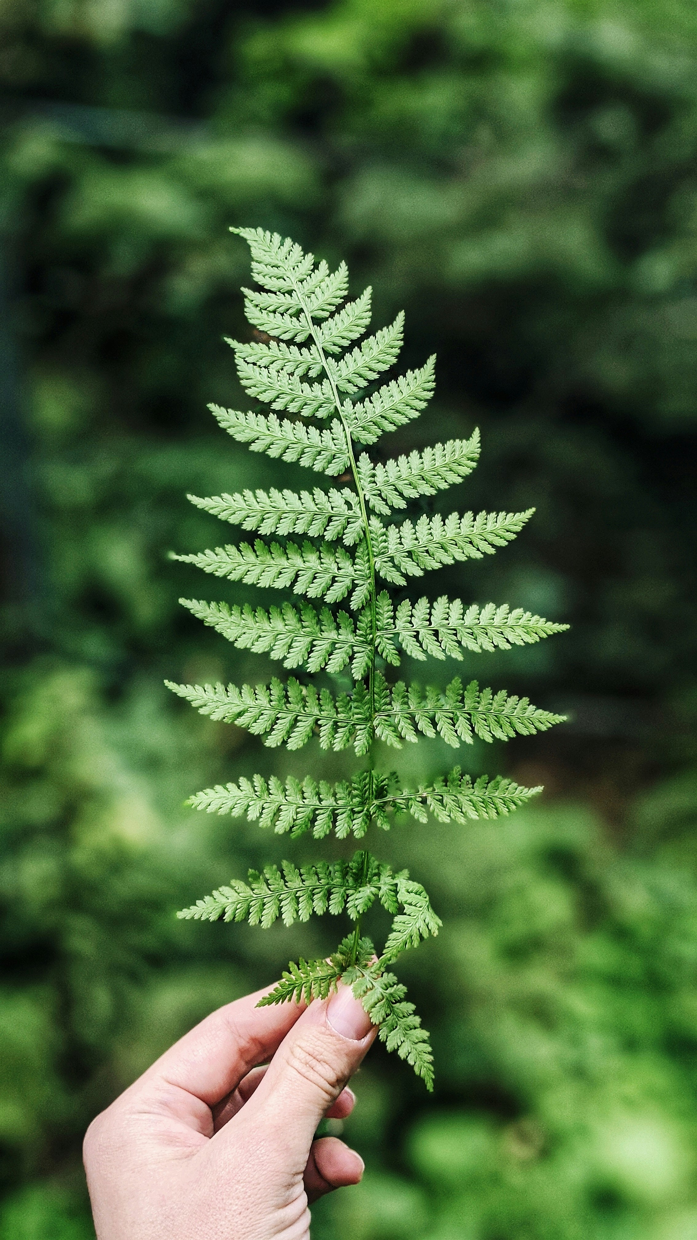 Boston Fern