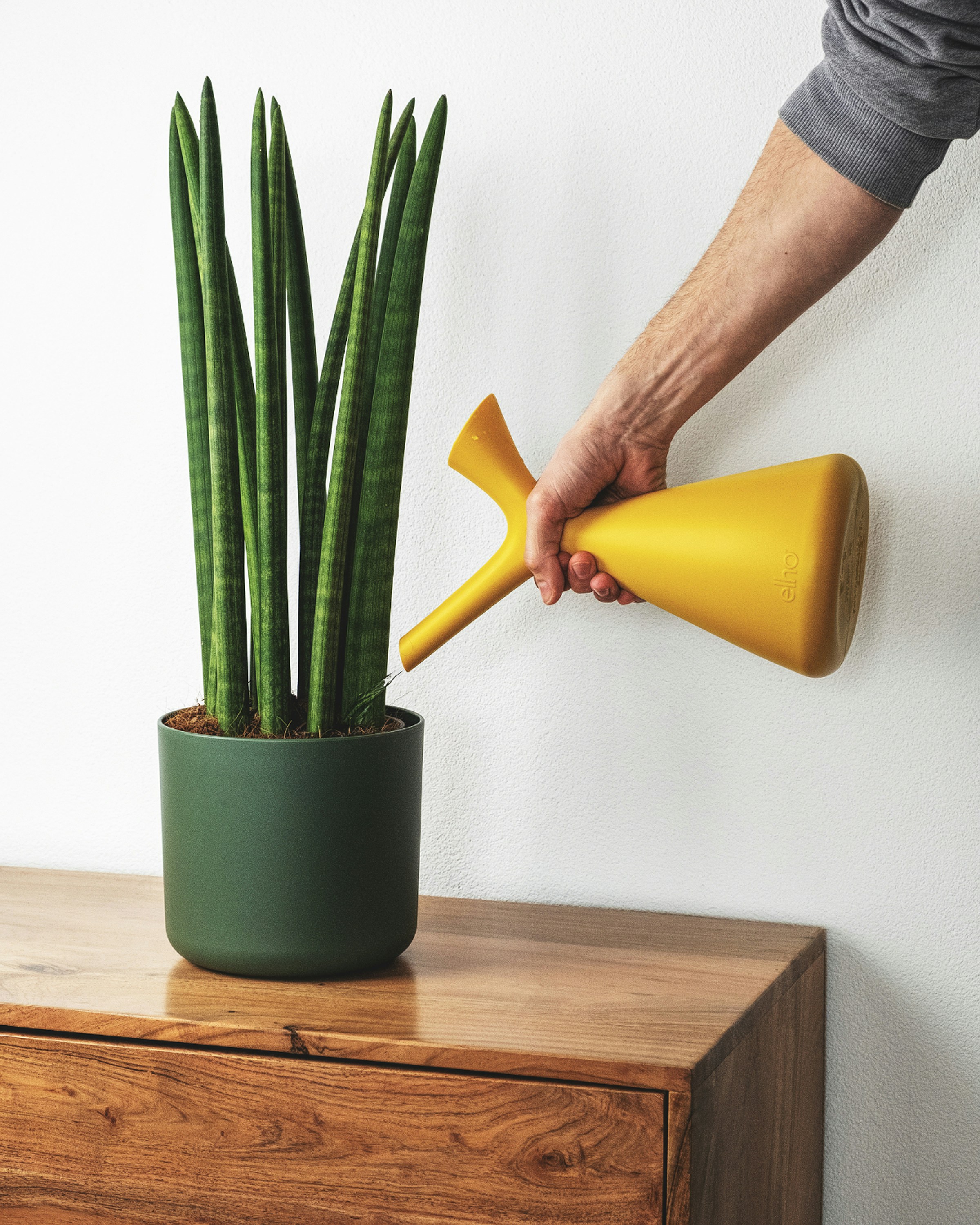 Beginner’s Guide to Watering Houseplants